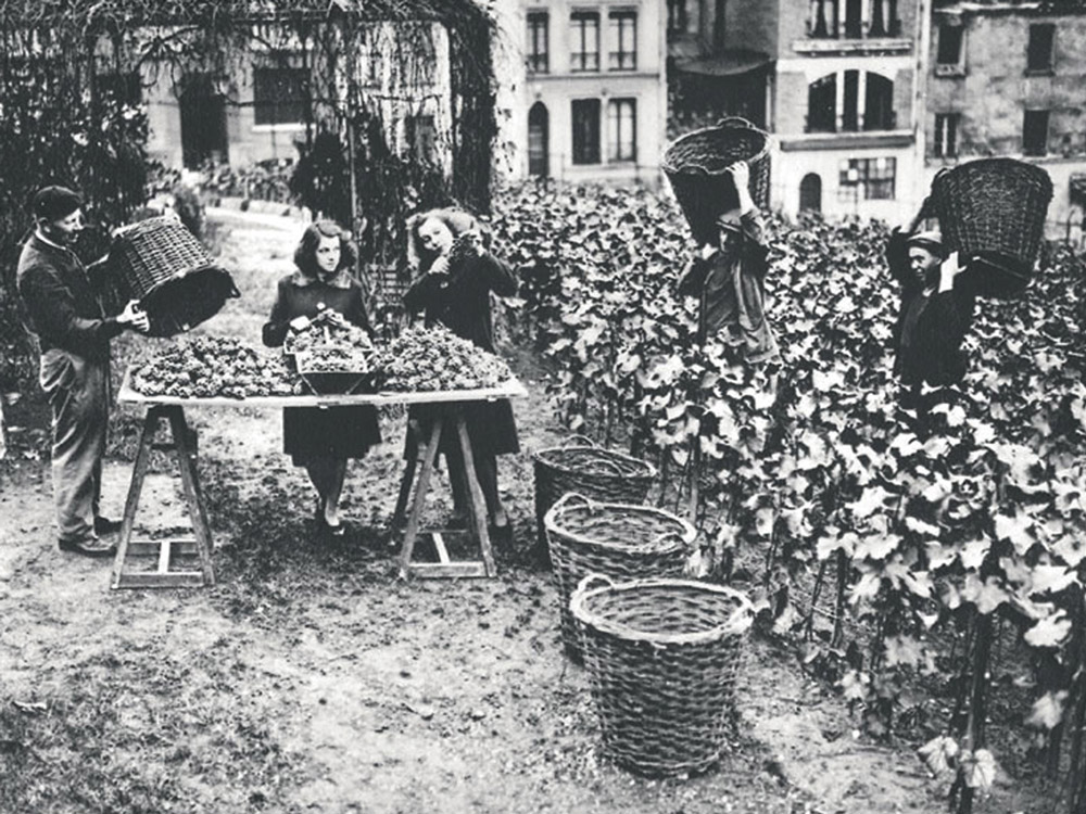 Le vin et les vendanges de Montmartre