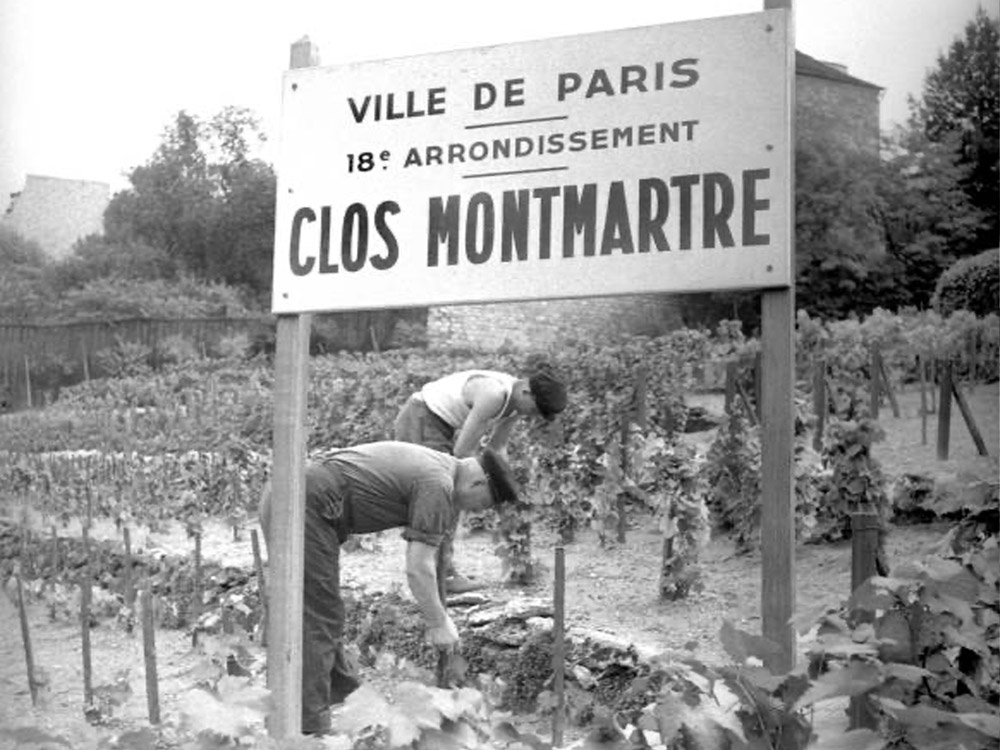 Récolte du raisin du vignoble de Montmartre 