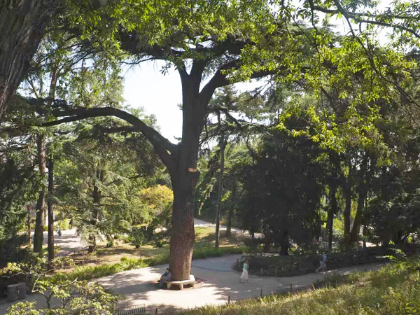 Le cèdre de Jussieu : plus vieil arbre du jardin des plantes de Paris