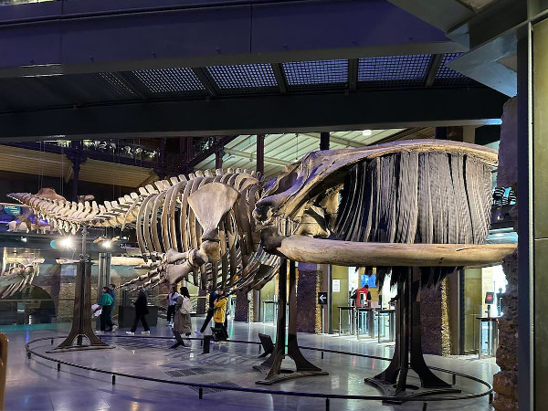 Squelette de la grande baleine bleue de la Grande Galerie de l'Évolution