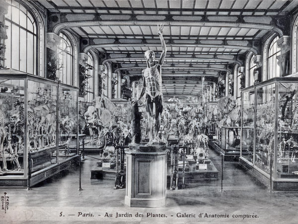 Galerie de l'anatomie comparée et paléontologies - jardin des plantes de Paris