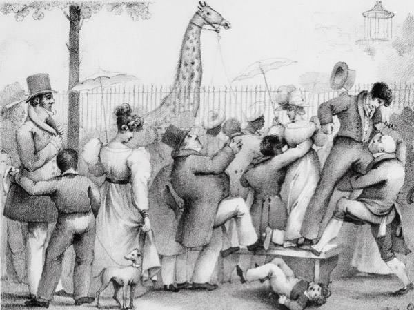 L’histoire insolite de la girafe Zarafa au jardin des plantes de Paris