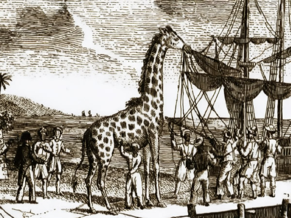 La girafe Zarafa est transportée jusqu'à Paris