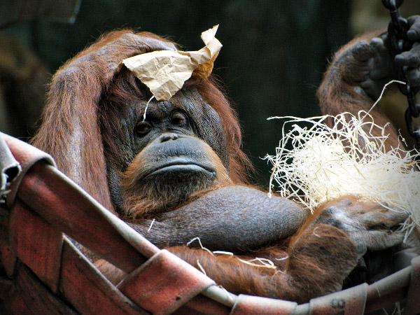 Nénette au Jardin des Plantes de Paris. Un orang-outan né en 1969 à Bornéo.