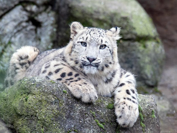 Les panthères des neiges au zoo du jardin des plantes de Paris