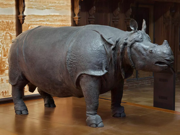 Le Rhinocéros de Louis XIV au Jardin des Plantes de Paris