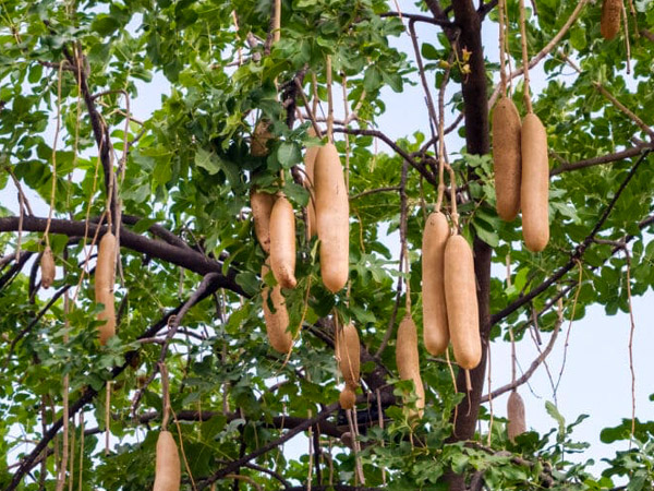 Kigelia africana dit « Arbre à saucisses » 