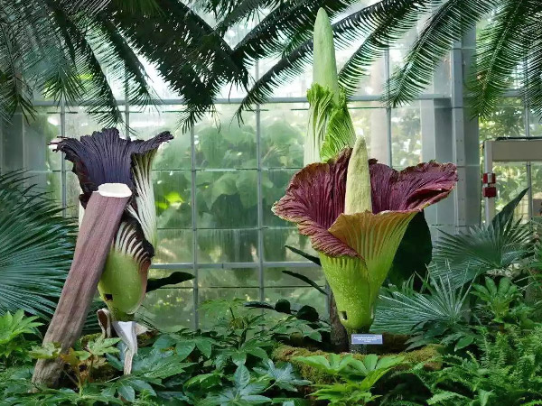 Le gigantesque Arum Titan, appelée "fleur cadavre" émet une odeur nauséabonde de chair en décomposition, stratégie qui lui permet d'attirer les insectes pollinisateurs