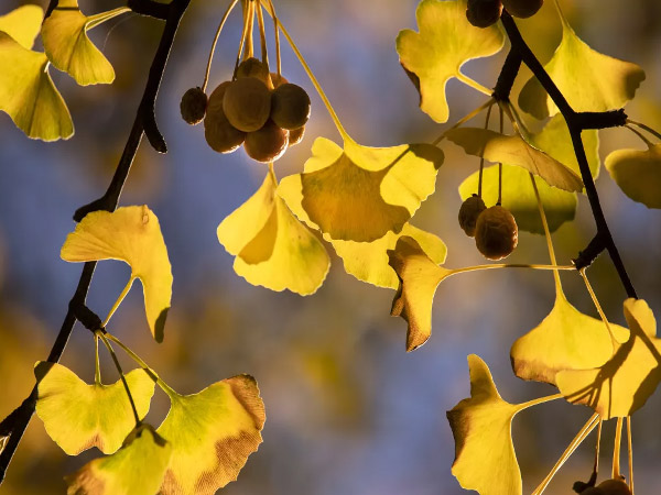 Ginkgo biloba du jardin des plantes de Paris