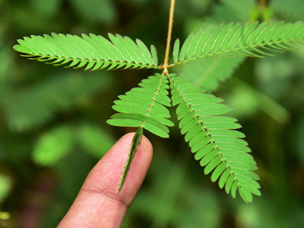 Mimosa Pudica du jardin des plantes de Paris