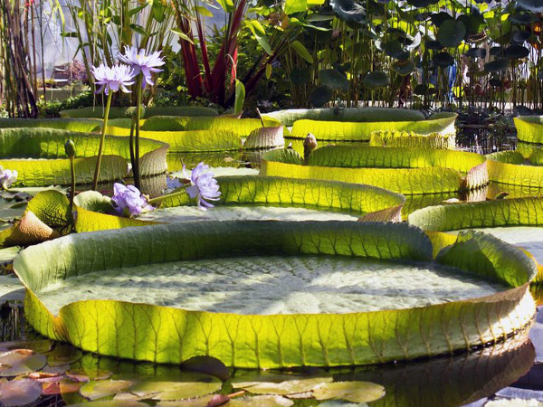 Le nénuphar géant du Jardin des Plantes de Paris