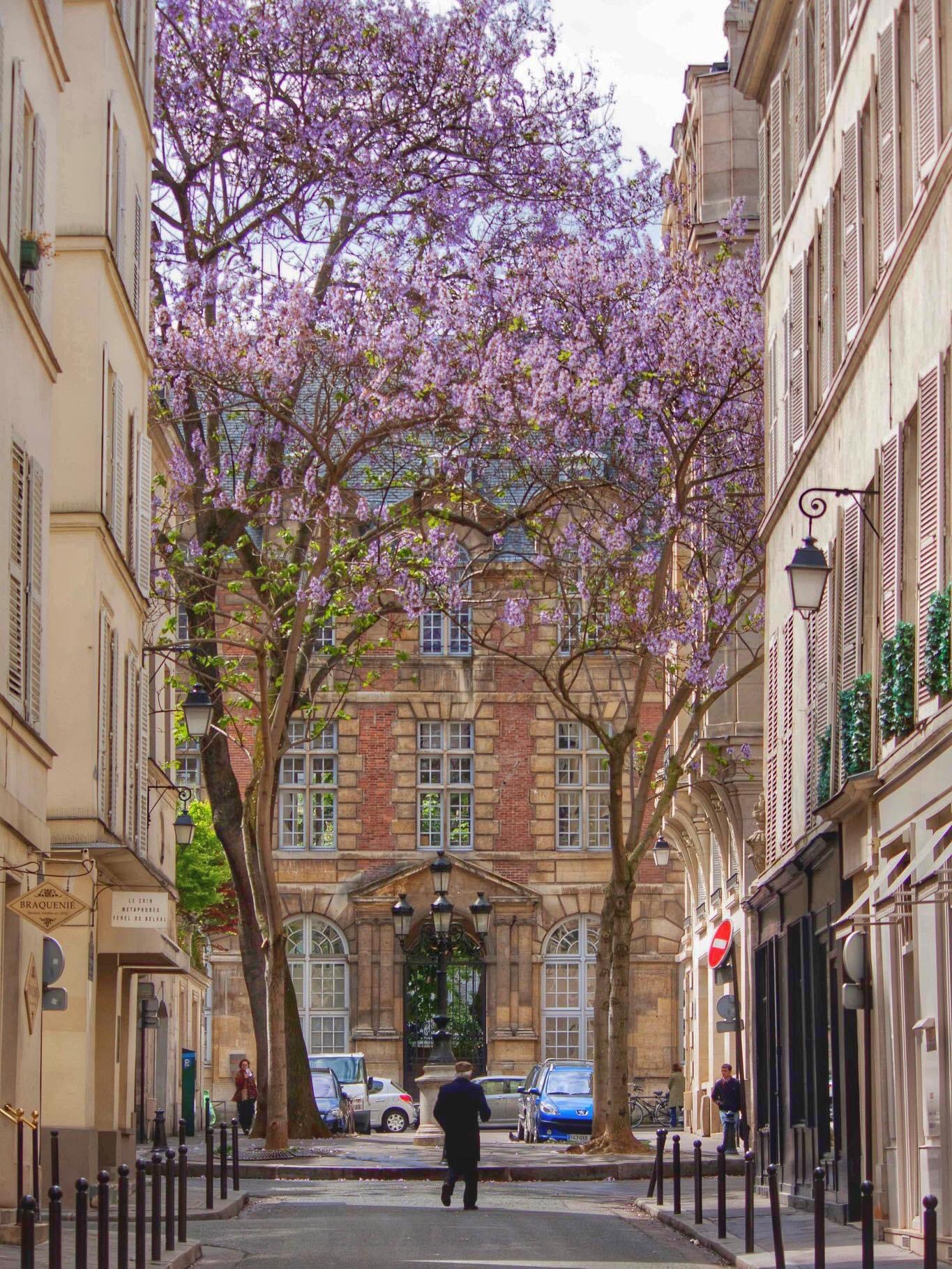 Les Paulownias en fleur sur la plus belle place de Paris