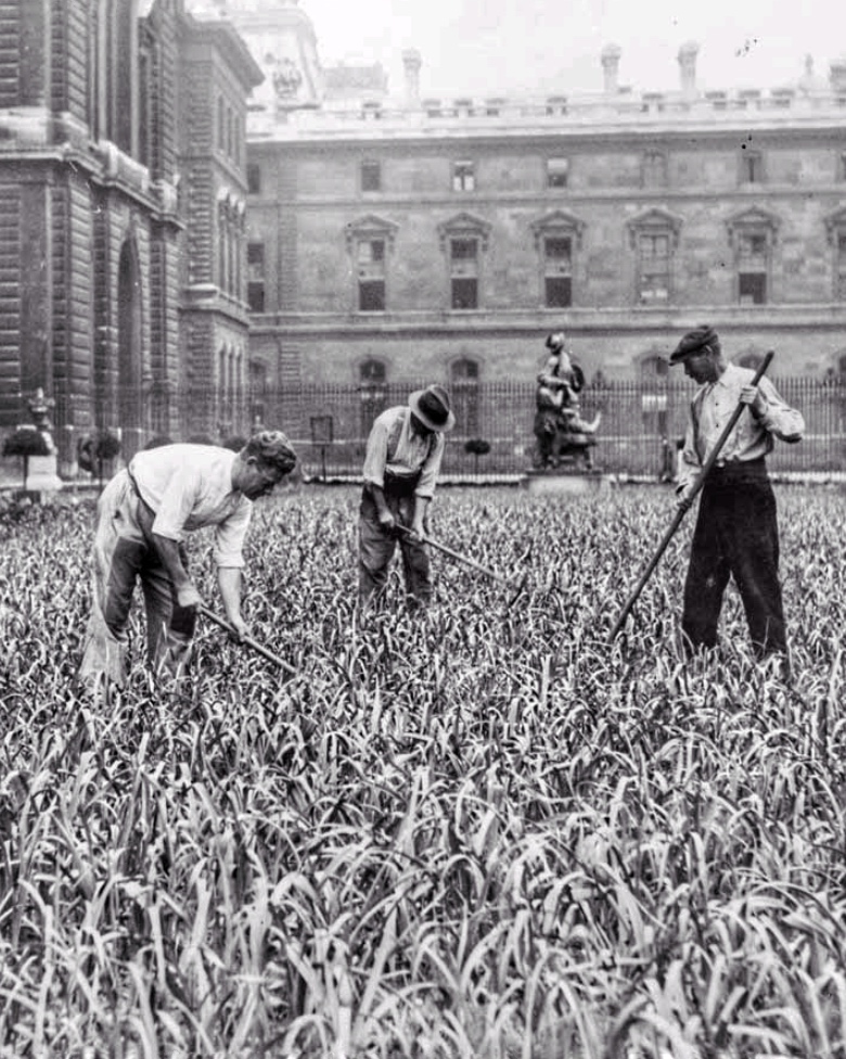 Plantation de poireaux dans les jardins du Louvre en 1943