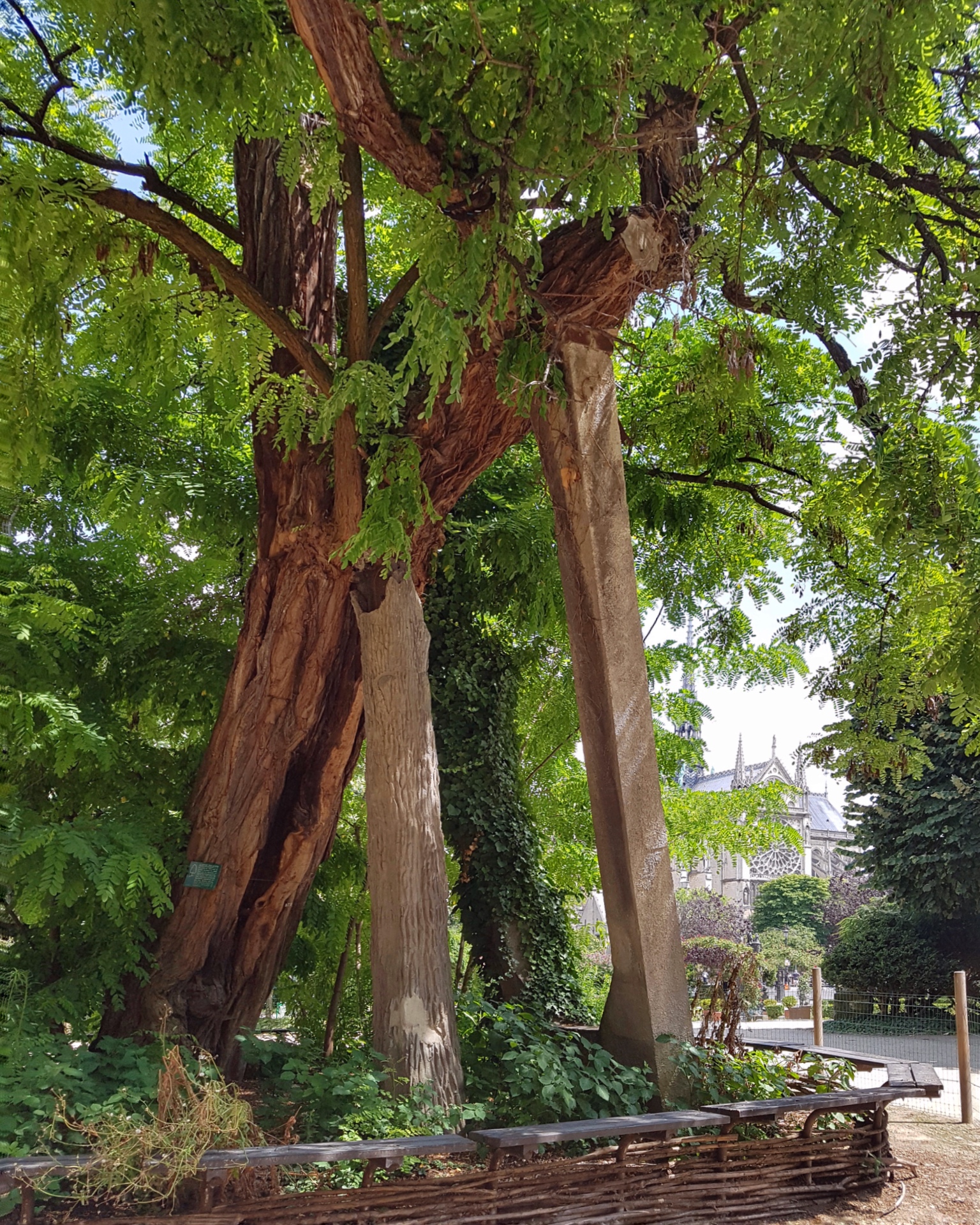 Le plus vieil arbre de Paris
